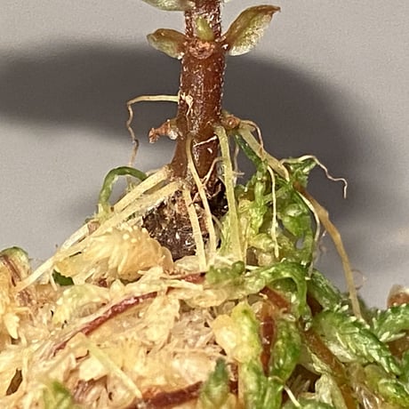 Begonia sp. from Sarawak