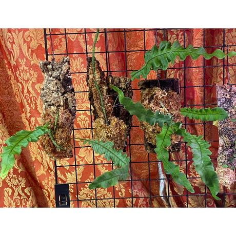 Serpocaulon semipinnatifidum from Ecuador 伊藤蟻植物農園 ①