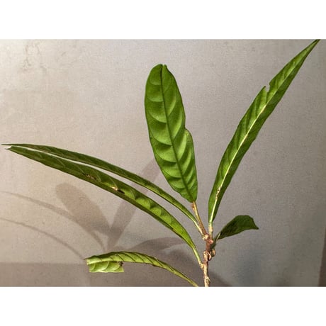 Unknown (Penanga bayan?)from Landak West Kalimantan
