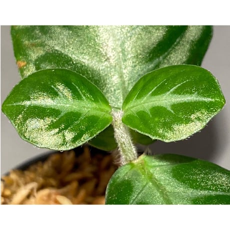 Gesneria sp. "Nanga pinoh" Kab. Melawi [TB]