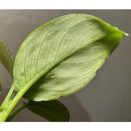 Schismatoglottis sp. from Provinsi Papua