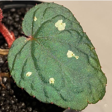 Begonia sp. from Tuyen Quang [YH1117] TK