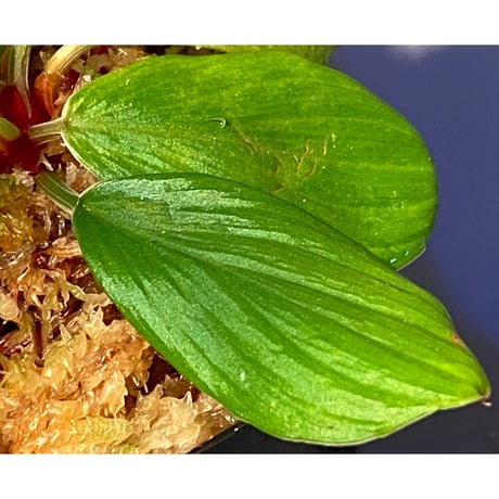 Homalomena sp. [LA0317-z-r]