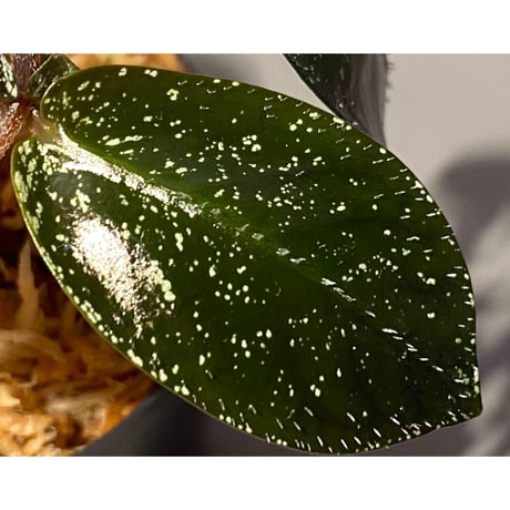 Argostemma hookeri from Malay Peninsula
