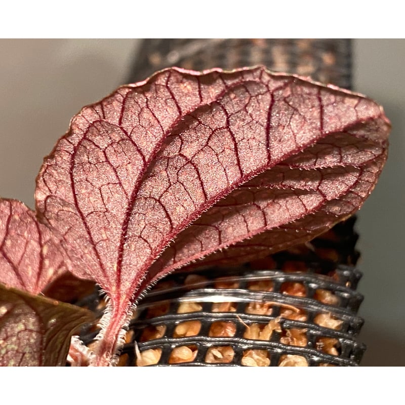 Piper sp. from Papua New Guinea | M・R・G・R