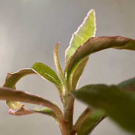 Labisia sp. from Sekadau West Kalimantan