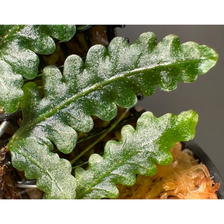Teratophyllum sp. from Kapuas Kalimantan barat