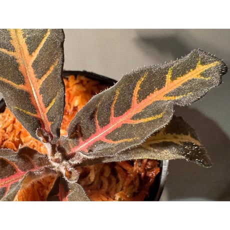 Aphelandra maculata from Madre de Dios [LA1017-02]
