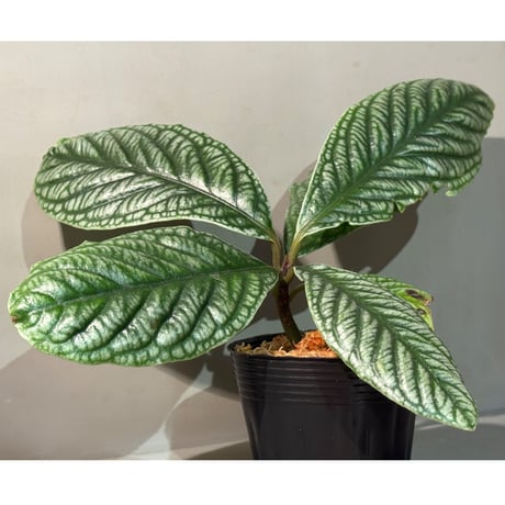 Labisia sp. from Vietnam