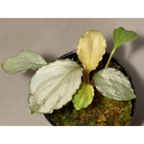 ホマロメナ | STORES