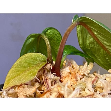 Homalomena plicata "Aceh selatan" Aceh Sumatra [TB]