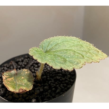 Begonia sp. from Tuyen Quang [YH1117] TK