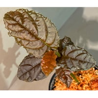 Ardisia sp. from Lao Cai-E [R0517-01]