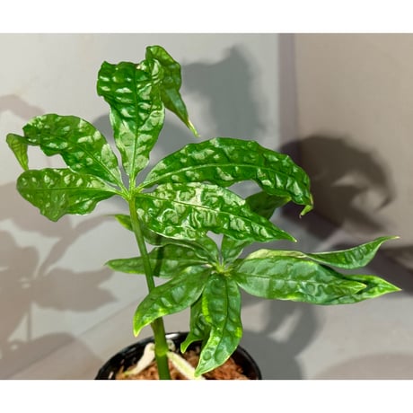 Anthurium polyschistum from Napo Ecuador [tanakay]
