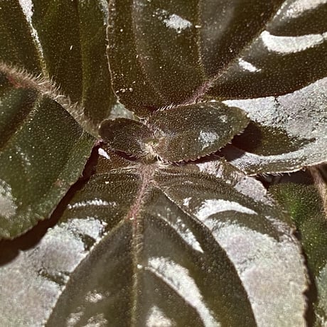 Nautilocalyx pallidus