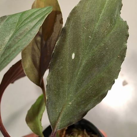 Homalomena sp. from Pulau sumatera