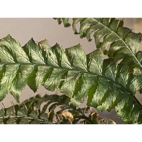 (大株) Cephalomanes sp. from Trat Thailand