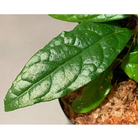 Ficus sp. "Gunung Besar" Kalimantan Selatan