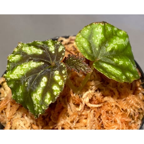 Begonia tenuifolia from Sukasada Bali [S0320-02] 伊藤蟻植物農園