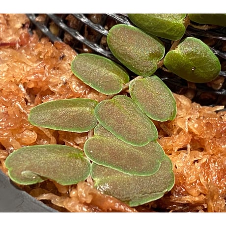 Marcgravia sp. "Bronze"