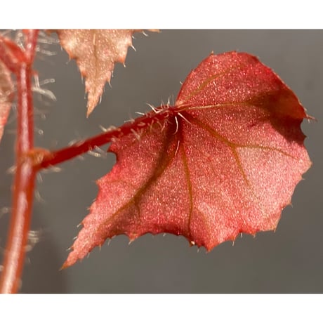 Begonia sp. from Muara Wahau [TB]