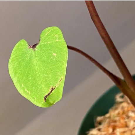 Colocasia pharaoh’s mask