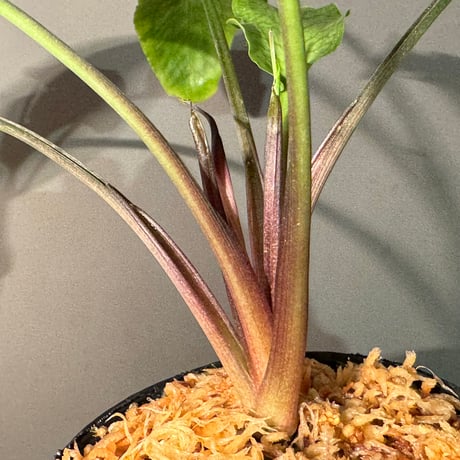 (大株) Cryptocoryne joshanii from Basilan island philippines [LA]