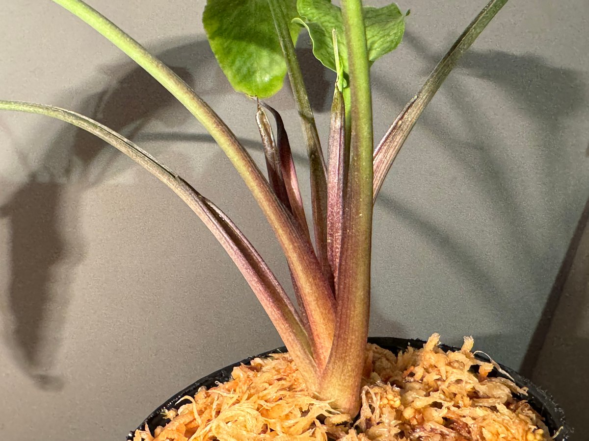 大株) Cryptocoryne joshanii from Basilan island