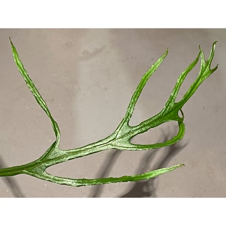 Microsorium sp. from Saripoi [LA0515-02]