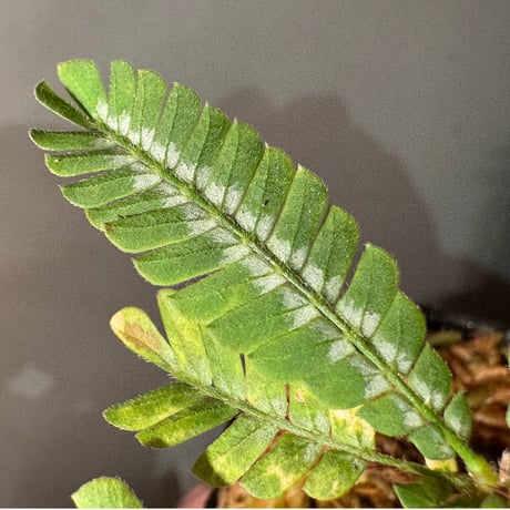 Biophytum sp. BB8th [LA]