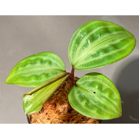Geogenanthus undatus from Tarapoto Peru [tanakay]