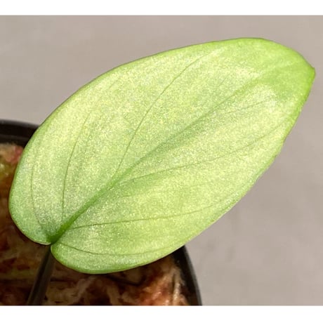Homalomena sp. "Emerald Silver" from Kepulauan Riau  [KN]