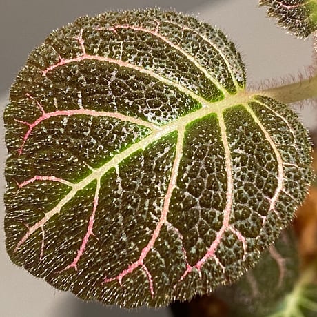 Pearcea hypocyrtiflora from South America