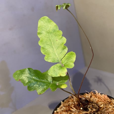 Quercifilix zeylanica from Sri Lanka