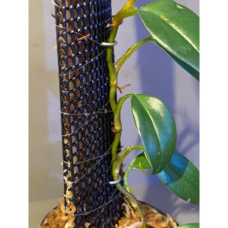 Philodendron sp. from Colombia [tanakay]