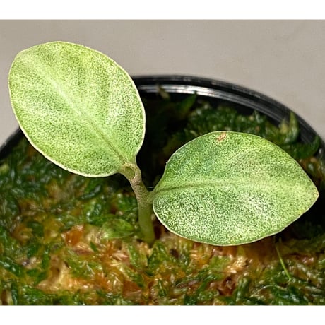 Ardisia sp. from Matang [TK160716]