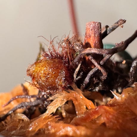 Dipteris lobbiana from Kapuas hulu West Kalimantan ①