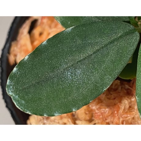Bucephalandra sp. "Kayulapis3" Kalimantan barat [TB] ①