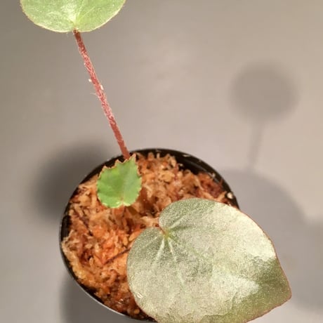 Begonia sp. from Sumatera [NT ORCHID]