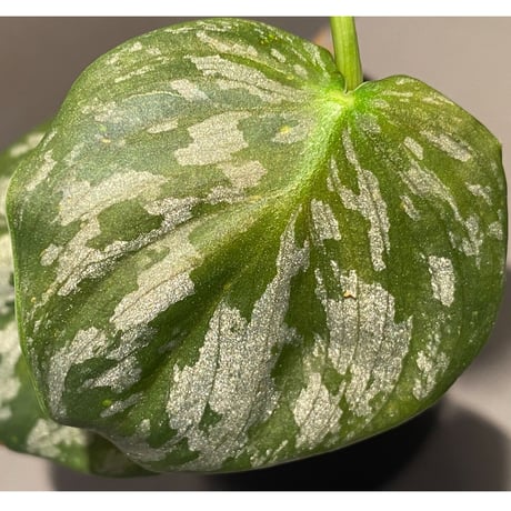 Philodendron sp. from Colombia [tanakay]