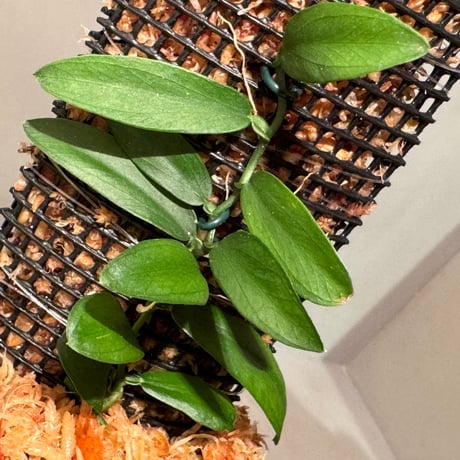 Pothos scandens from Tarat Thailand