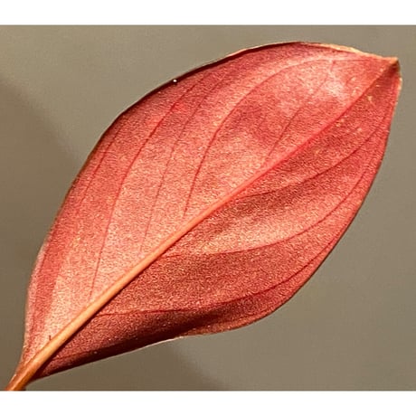 Rhodospatha sp. from Ecuador [tanakay]