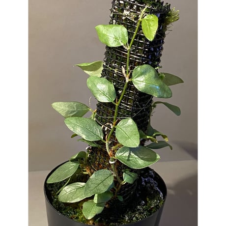 Ficus sp. from Murung raya [LA0515-05]