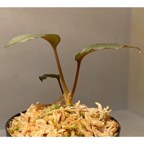 (HW本タグ付き) Homalomena sp. "Imperial Japanese Navy" from Resum P.Lingga [AZ0517-11]