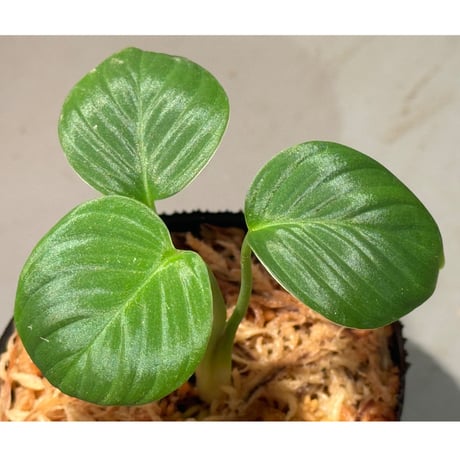 Homalomena sp. "Aceh selatan" Aceh Sumatra [TB] ②