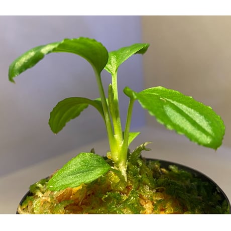 Homalomena sp. "Minimum" from Padan Utara [AZ0512-04]