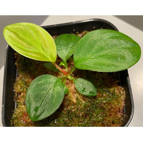 Homalomena sp. from West Kalimantan