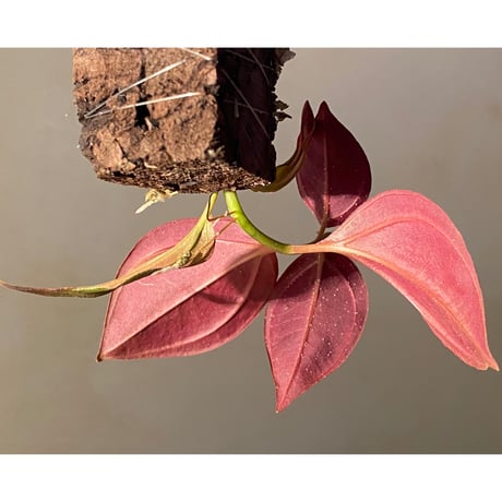 Pachycentria sp. from Selangor