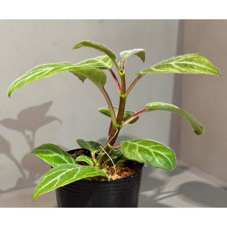 Drymonia punctulata 伊藤蟻植物農園