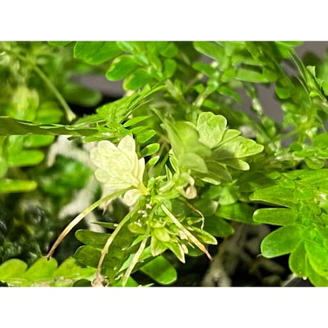 Selaginella sp. バリエガータ from "Nanga pinoh" [TB]